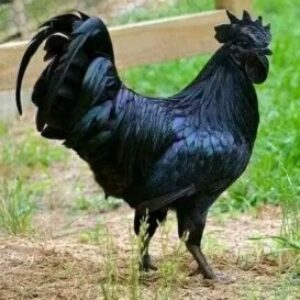 Photo de Profil de berthon